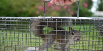 squirrel removal near me