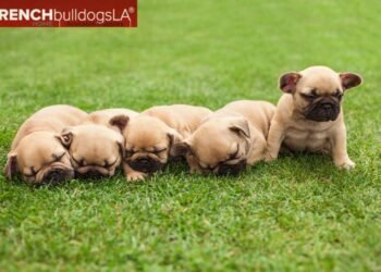 French Bulldogs