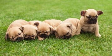 French Bulldogs