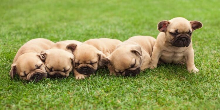 French Bulldogs