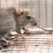 Rat removal in Houston
