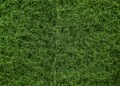 Couch grass types