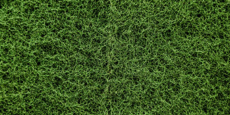 Couch grass types