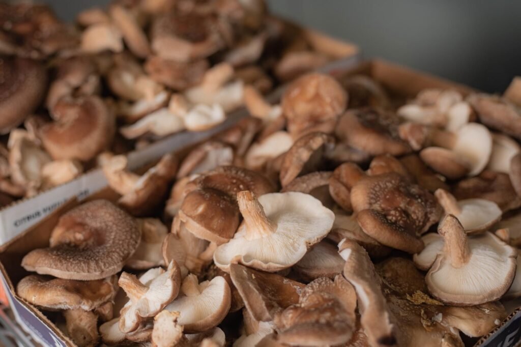 liquid mushroom culture i