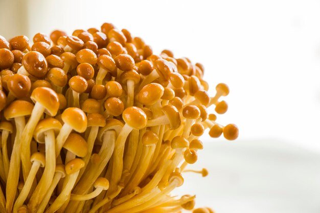 liquid mushroom culture i
