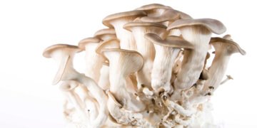 liquid mushroom culture