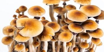 psychedelic mushroom spores