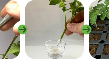 rooting compound