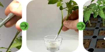 rooting compound