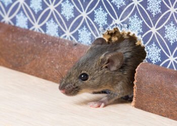 Pest Control Services