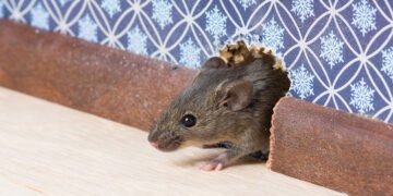 Pest Control Services