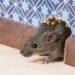 Pest Control Services
