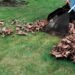 Garden waste