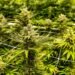 best cannabis