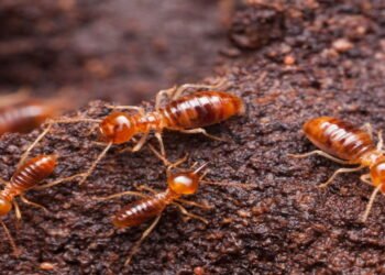 Termite Exterminator Staten Island