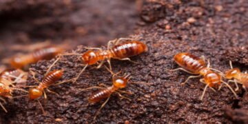 Termite Exterminator Staten Island