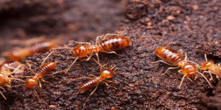 Termite Exterminator Staten Island