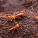 Termite Exterminator Staten Island