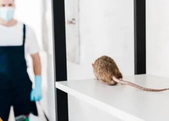 Pest Control
