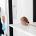 Pest Control
