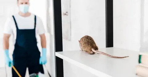 Pest Control