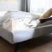 Bedbug Control