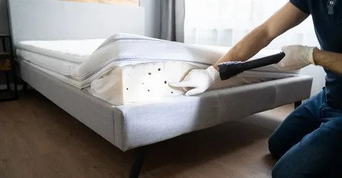 Bedbug Control