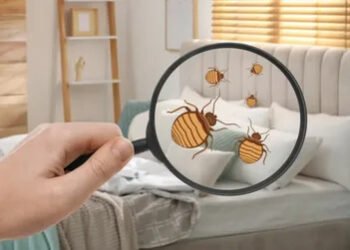 Bedbugs