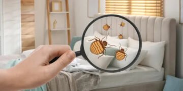 Bedbugs