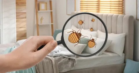 Bedbugs