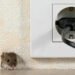 Mice Control Services