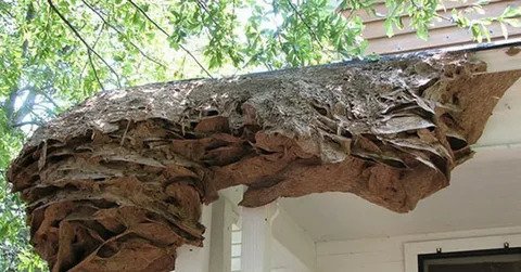 Pest Control Services