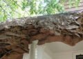 Wasps Nest Removal