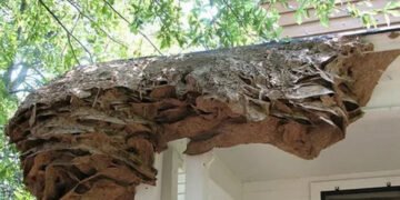 Wasps Nest Removal
