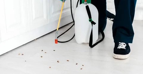 Cockroach Control Services