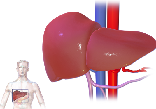 liver treatment in delhi