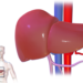 liver treatment in delhi