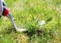 Weed Control