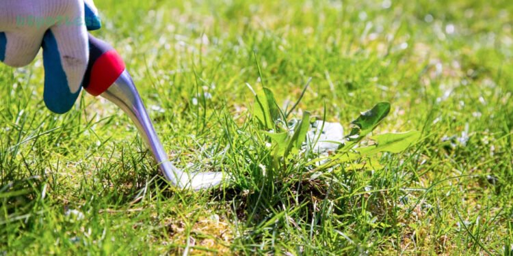 Weed Control
