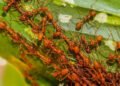 Fire Ant Control