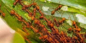 Fire Ant Control