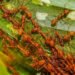 Fire Ant Control