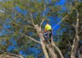 Tree Trimming