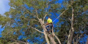 Tree Trimming