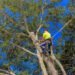 Tree Trimming