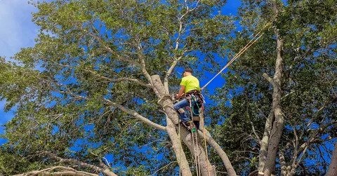 Tree Trimming
