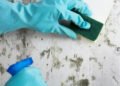 commercial mold remediation