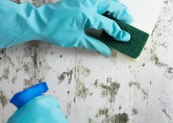 commercial mold remediation