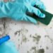 commercial mold remediation