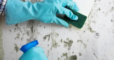 commercial mold remediation